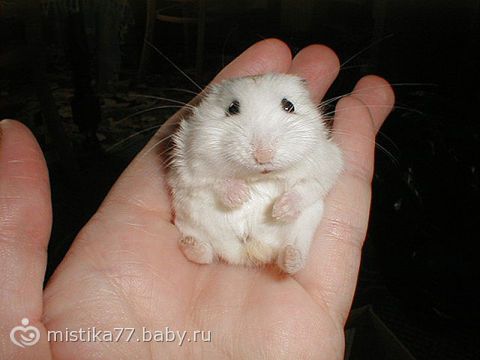 Походная печка щепочница Походная печка щепочница