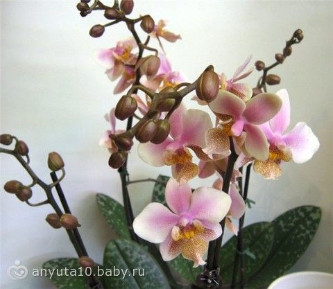 филадельфия фото орхидея филадельфия фото орхидея