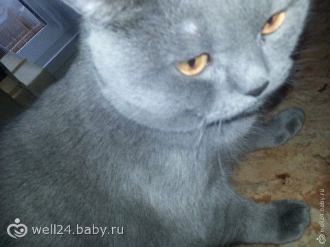 Залысины над бровями у кошек что это Залысины над бровями у кошек что это
