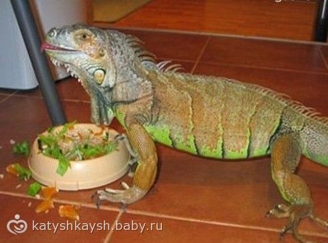 Игуана содержание в домашних условиях