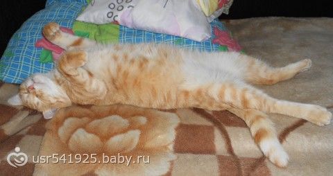 Моего котика больше нет...