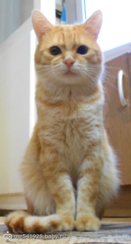 Моего котика больше нет...