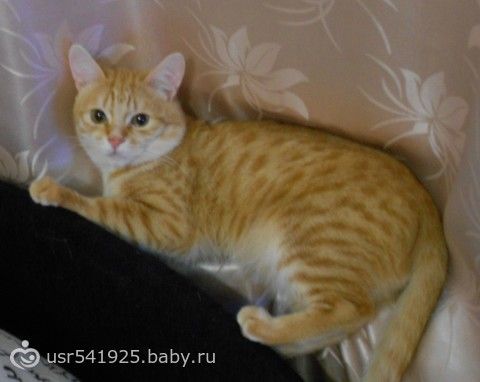 Моего котика больше нет...