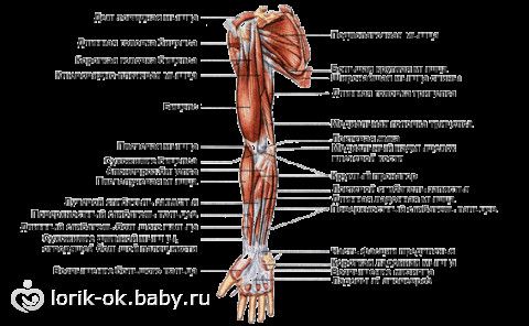 Мышечный корсет человека фото