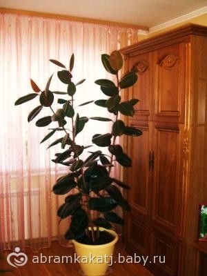 photo-010-fikus-tutovye[1]