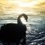Swan Swan
