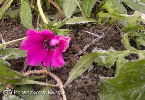 Пора проращивать Анемоны и Лютики(ранункулюсы) +фотографии