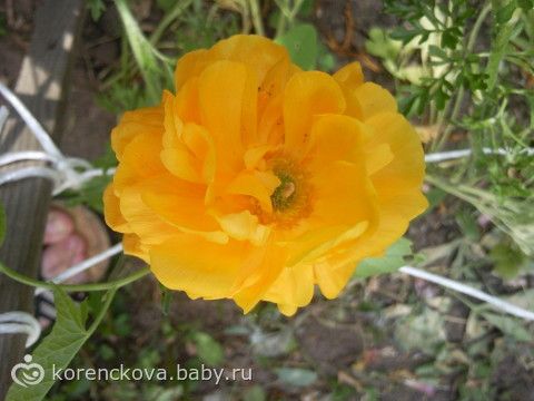Пора проращивать Анемоны и Лютики(ранункулюсы) +фотографии