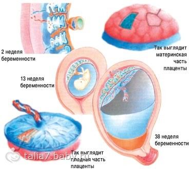 Плацента и послед фото