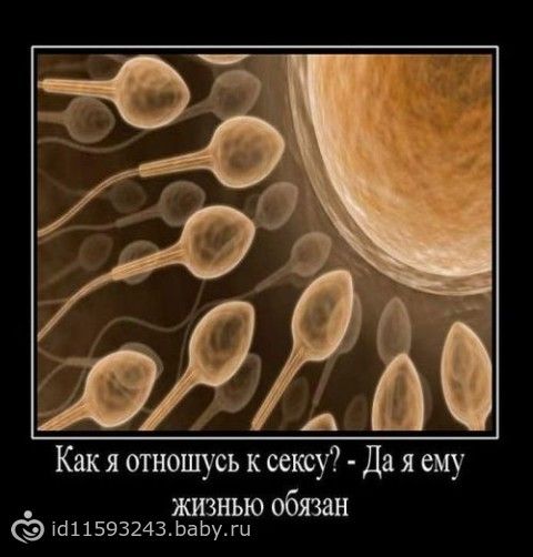 извиняюсь, но, Фото члена в жопу жестко сообщение, мне очень интересно