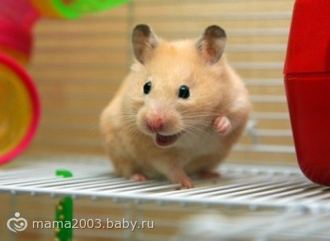 Жилье, игрушки и питание хомячков.