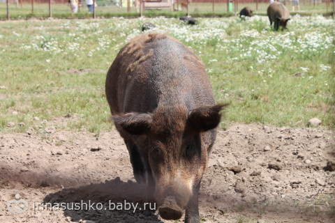 Наша воскресная прогулка (много фото)