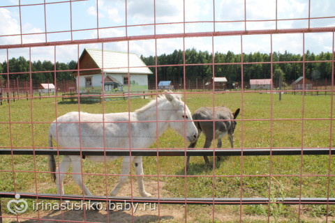 Наша воскресная прогулка (много фото)