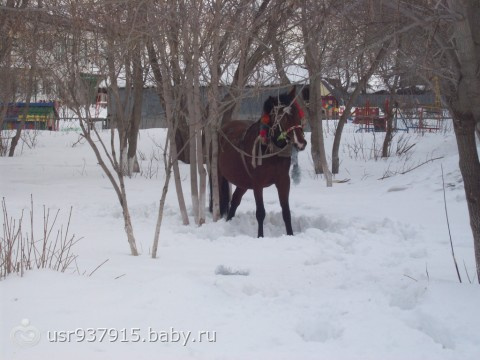 последний день масленицы