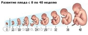 Эмбрион По Неделям Беременности Размеры Фото