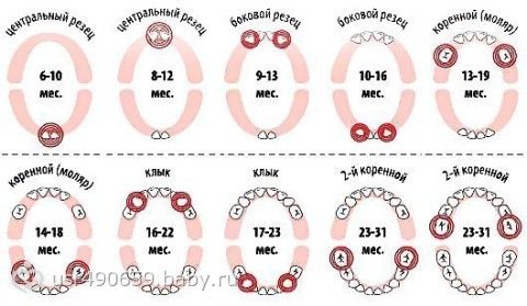 когда у детей режутся зубы фото онлайн когда у детей режутся зубы фото