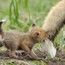 fox fox