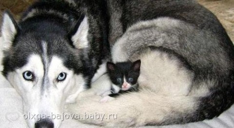 Кому еще надоели издевательства над животными на глазах наших детей?