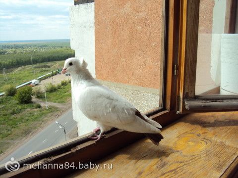 К нам сегодня голубь на балкон залетал.