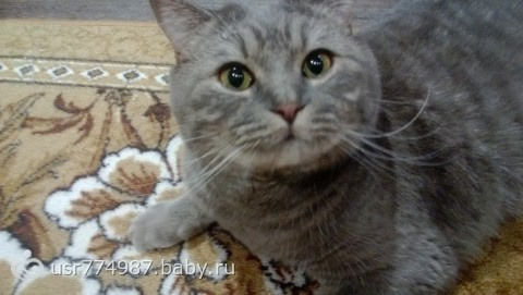 Про усы и хвост :)