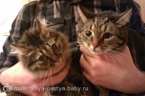 Ласковый кот в добрые руки!