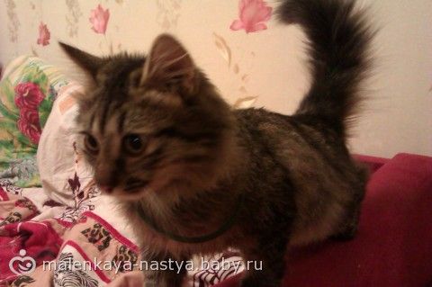Ласковый кот в добрые руки!
