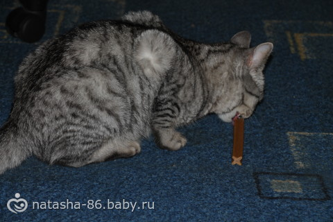 Халява пришла!