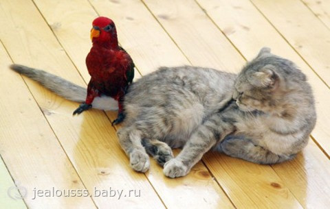 Покормите Ксюшу)