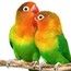LOVE BIRD LOVE BIRD
