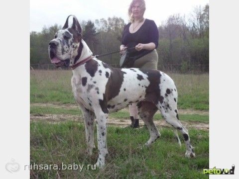 про собак и детей(няня или опасен)