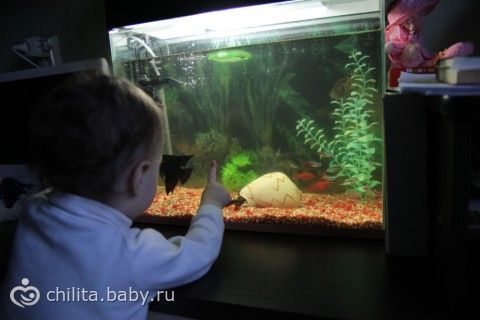 Наш аквариум