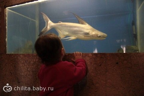 Наш поход в «аквариум»