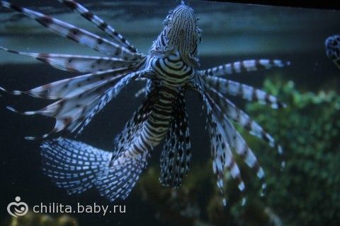 Наш поход в «аквариум»