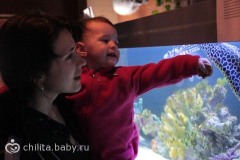 Наш поход в «аквариум»