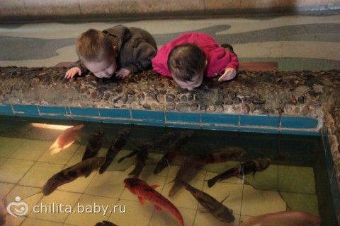 Наш поход в «аквариум»